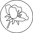 Białe Kwiaty