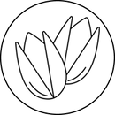 Pistacja
