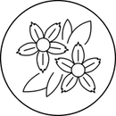 Jaśmin